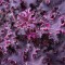 Гейхера Purple Petticoats р9