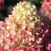 Гортензія Pink Light (контейнер 1,5л)