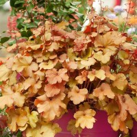 Гейхера Caramel р9