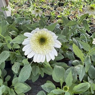 Ехінацея Sombrero Double White (контейнер 1.5 л)