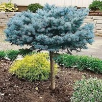 Сосна Pinus sylvestris Chantry Blue Сосна Pinus sylvestris Chantry Blue