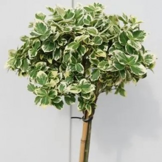 Бересклет Emerald Gaiety на штамбі (70 - 90 см)