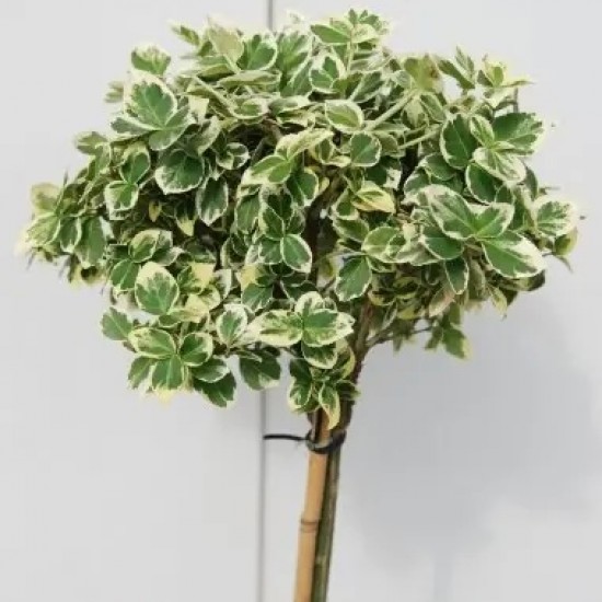 Бересклет Emerald Gaiety на штамбі (70 - 90 см) Бересклет Emerald Gaiety на штамбі (70 - 90 см)