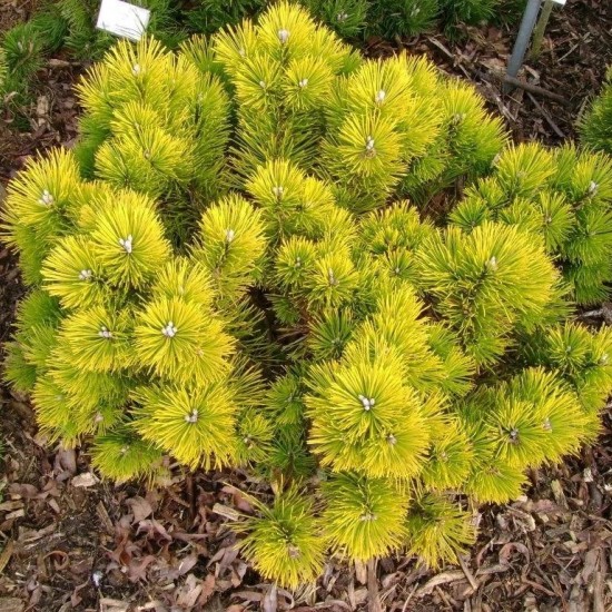 Сосна Pinus mugo Little Gold Star Сосна Pinus mugo Little Gold Star