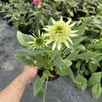 Ехінацея Sombrero Double Lime (контейнер 1.5 л)
