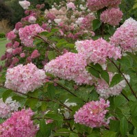 Гортензія Pink Light (контейнер 1,5л)