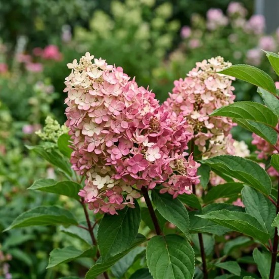 Гортензія Pink Light (контейнер 1,5л)