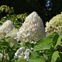 Гортензія Living Summer Snow (контейнер 1,5л)