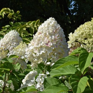 Гортензія Living Summer Snow (контейнер 1,5л)