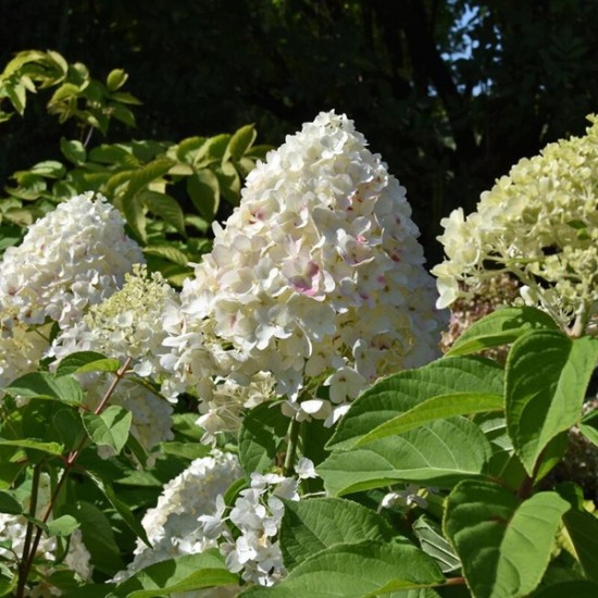 Гортензія Living Summer Snow (контейнер 1,5л)