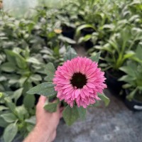 Ехінацея Bolero Pink (контейнер 1,5л)