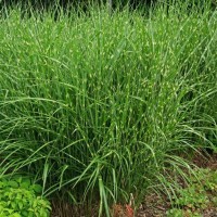 Міскантус Strictus Dwarf р9