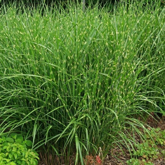 Міскантус Strictus Dwarf р9