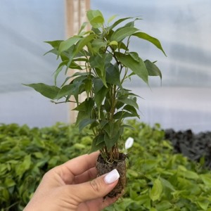 Фікус Green Kinky (ВКС)