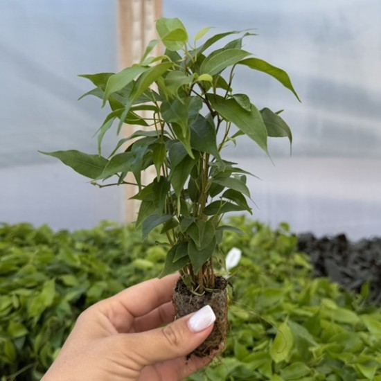 Фікус Green Kinky (ВКС)