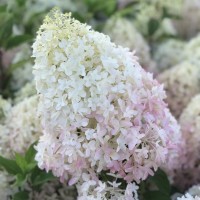 Гортензія Royal Flower (контейнер 1,5л)