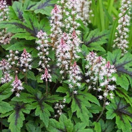 Гейхера Tiarella Neon Light р9