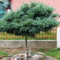 Модрина Kaempferi Blue Dwarf (70 - 100 см)