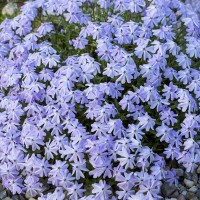 Флокс Emerald Cushion Blue (контейнер 1,5 л)