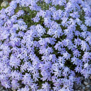 Флокс Emerald Cushion Blue (контейнер 1,5 л)