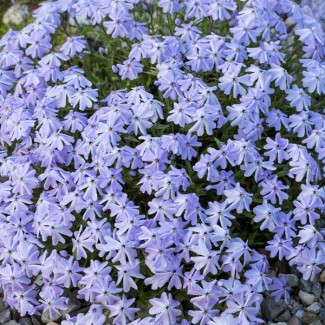 Флокс Emerald Cushion Blue (контейнер 1,5 л)