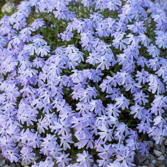 Флокс Emerald Cushion Blue (контейнер 1,5 л)