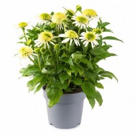 Ехінацея Sombrero Double White (контейнер 1.5 л)