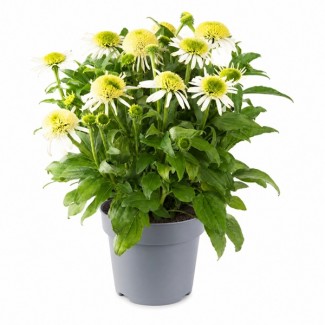 Ехінацея Sombrero Double White (контейнер 1.5 л)