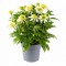 Ехінацея Sombrero Double White (контейнер 1.5 л)