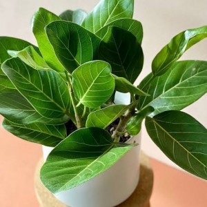 Фікус Bengalensis (ВКС)