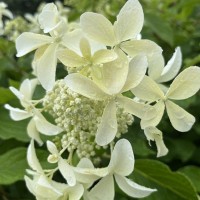 Гортензія Living Summer Snow (контейнер 1,5л)