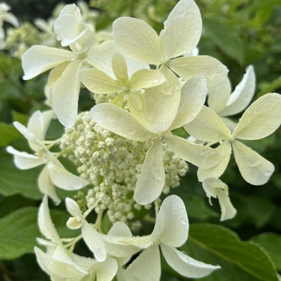Гортензія Living Summer Snow (контейнер 1,5л)