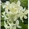 Гортензія Living Summer Snow (контейнер 1,5л)