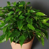 Фікус Green Kinky (ВКС)