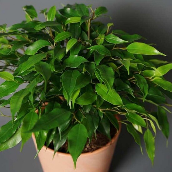 Фікус Green Kinky (ВКС)