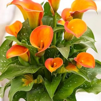 Кала Orange Art (контейнер 1,5 л) Кала Orange Art (контейнер 1,5 л)