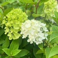 Гортензія Whitelight (контейнер 1,5л)