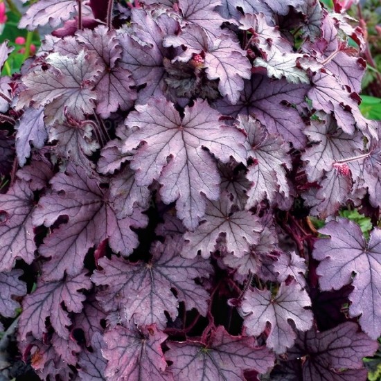 Гейхера Plum Cascade р9