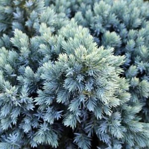 Ялівець Blue Star 1,5л