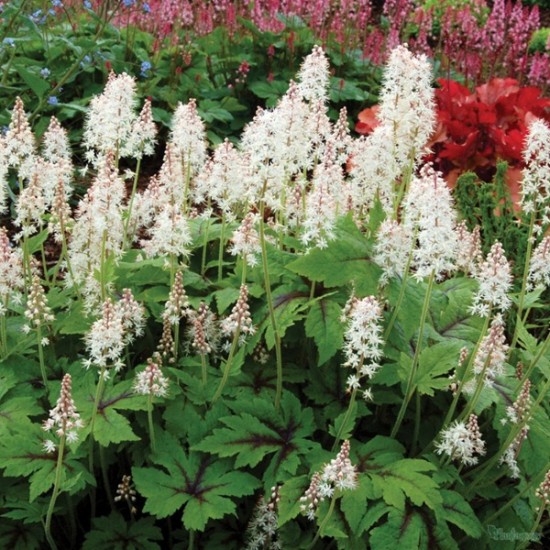 Гейхера Tiarella Neon Light р9
