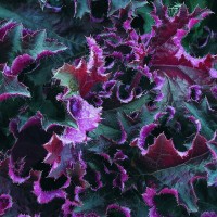 Гейхера Purple Petticoats р9