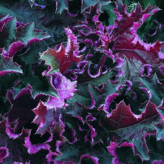 Гейхера Purple Petticoats р9