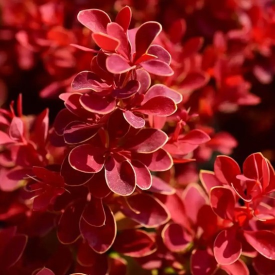 Барбарис Red Hot Chili р9