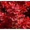 Барбарис Red Hot Chili р9