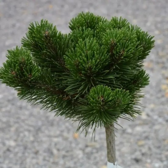 Сосна Pinus mugo Sherwood Compact
