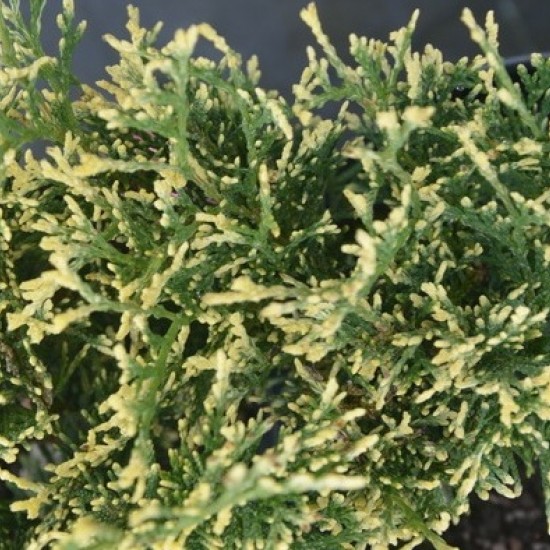 Туя Gold Pearl 1,5л