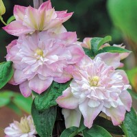 Клематис Innocent Blush (контейнер р9)