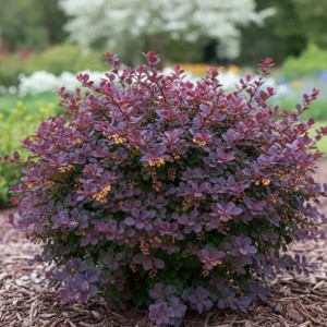 Барбарис Deep Purple (Betty) (контейнер 1,5л)