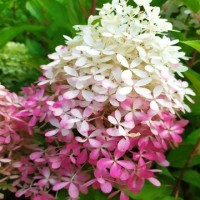 Гортензія Royal Flower (контейнер 1,5л)