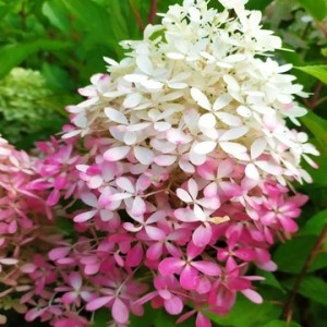 Гортензія Royal Flower (контейнер 1,5л)